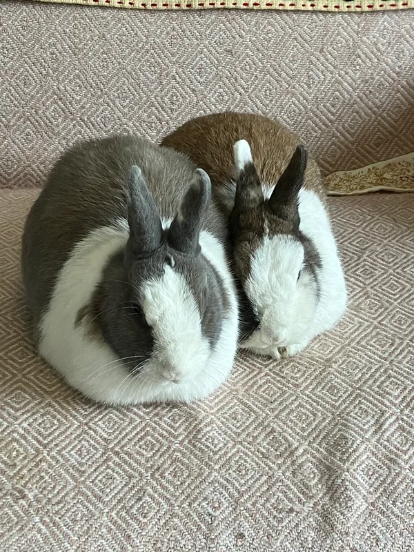 Deux lapins côte à côte