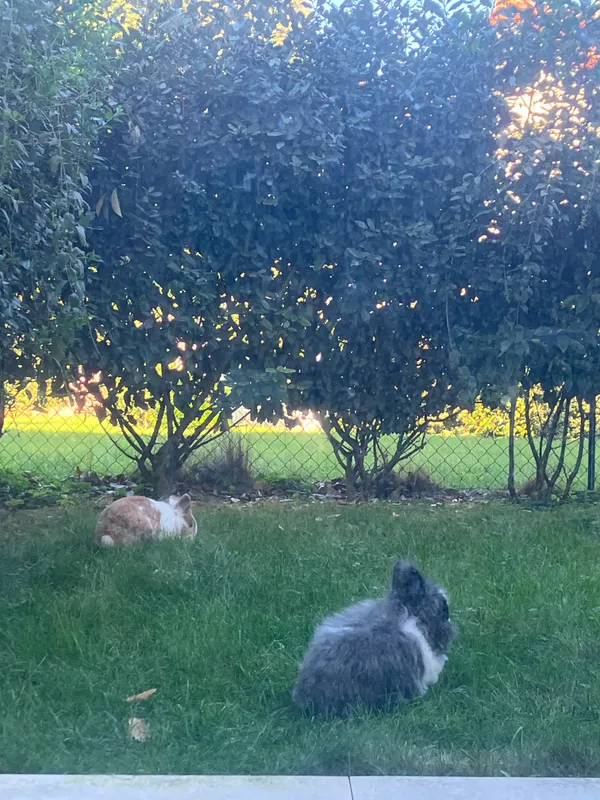 Lapin blanc dans le jardin