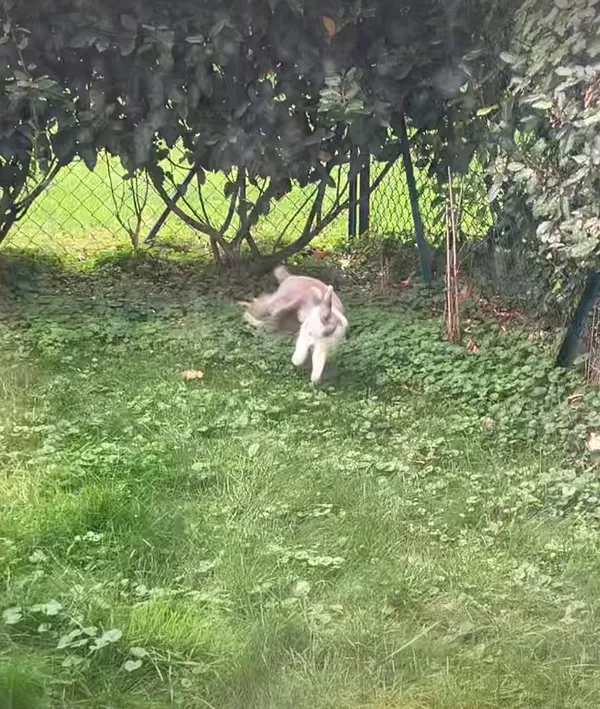 Lapin marron grignotant